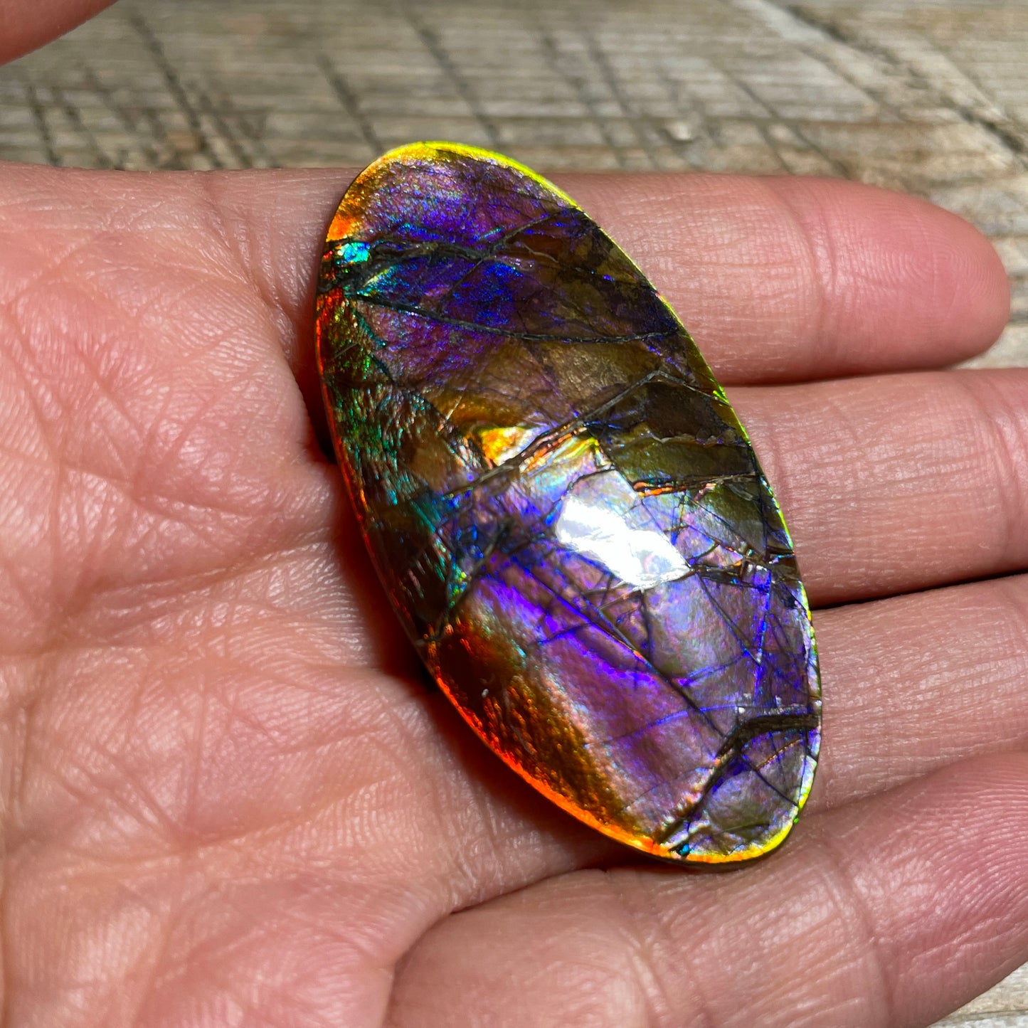 Collector's Special! Rare Pink Polished Ammolite Freeform Cabochon, Genuine Alberta Ammonite Gemstone