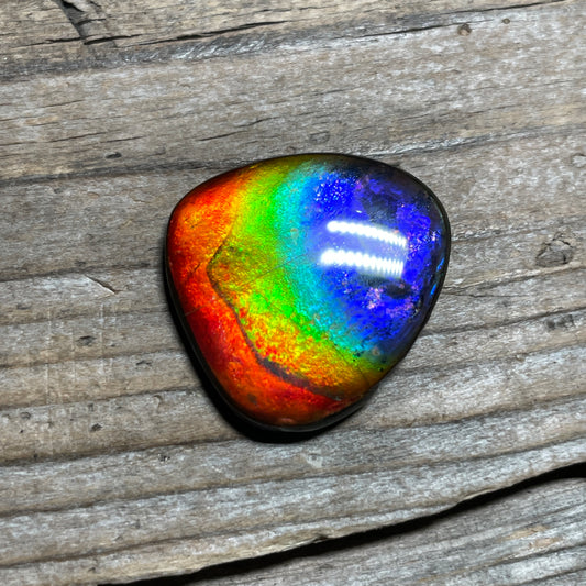 Ammolite Freeform Cabochon Coated Natural Rainbow