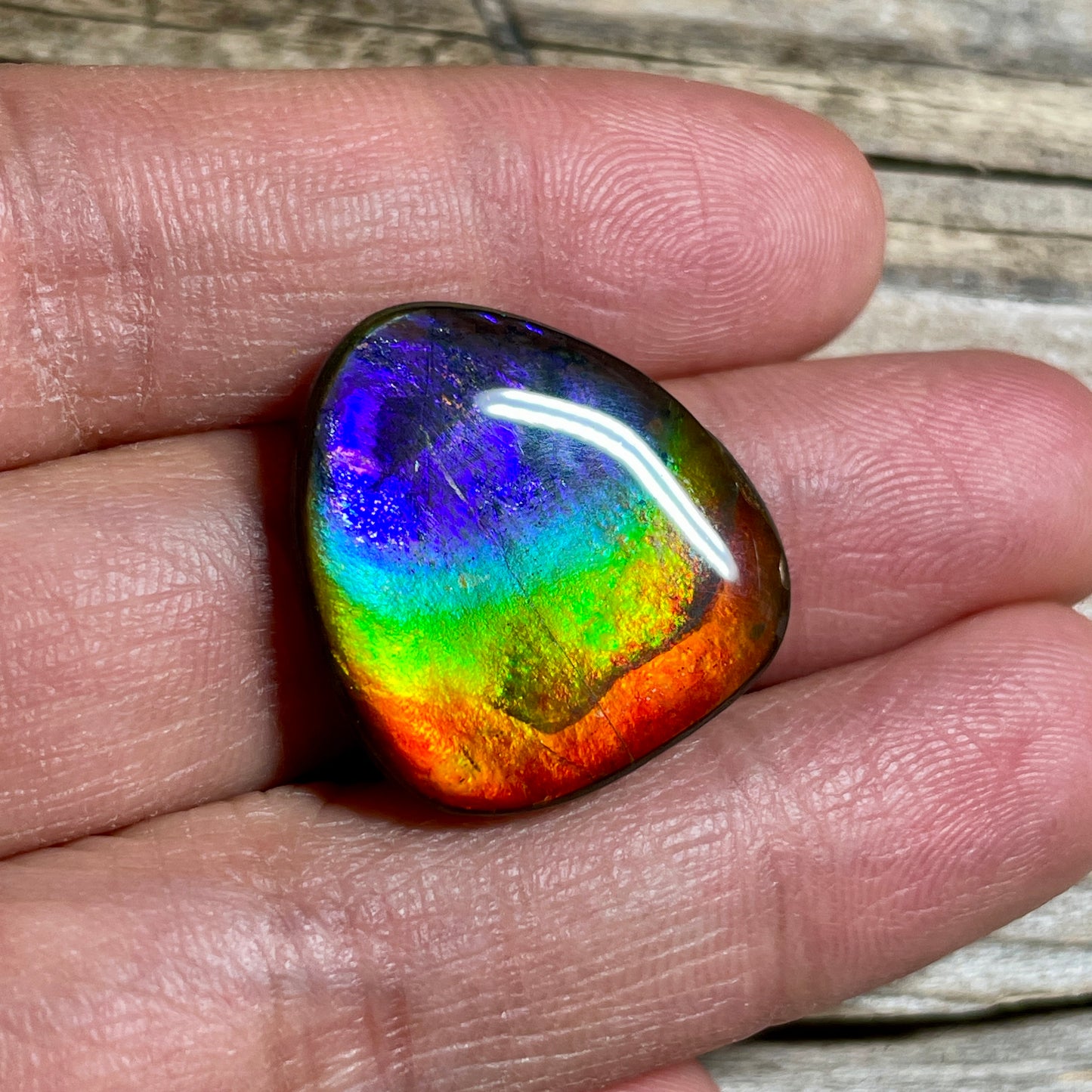 Ammolite Freeform Cabochon Coated Natural Rainbow