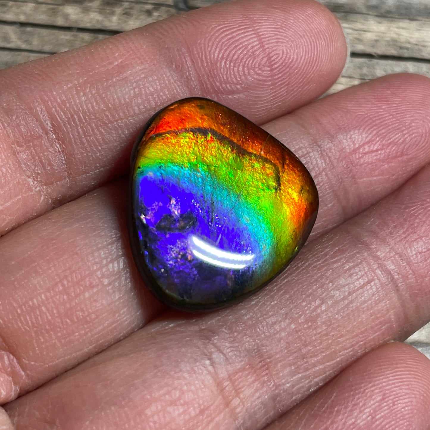 Ammolite Freeform Cabochon Coated Natural Rainbow