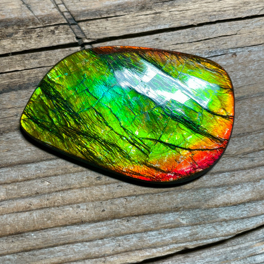 Polished Ammolite Cabochon Freeform Bright Red Gold Canada Alberta