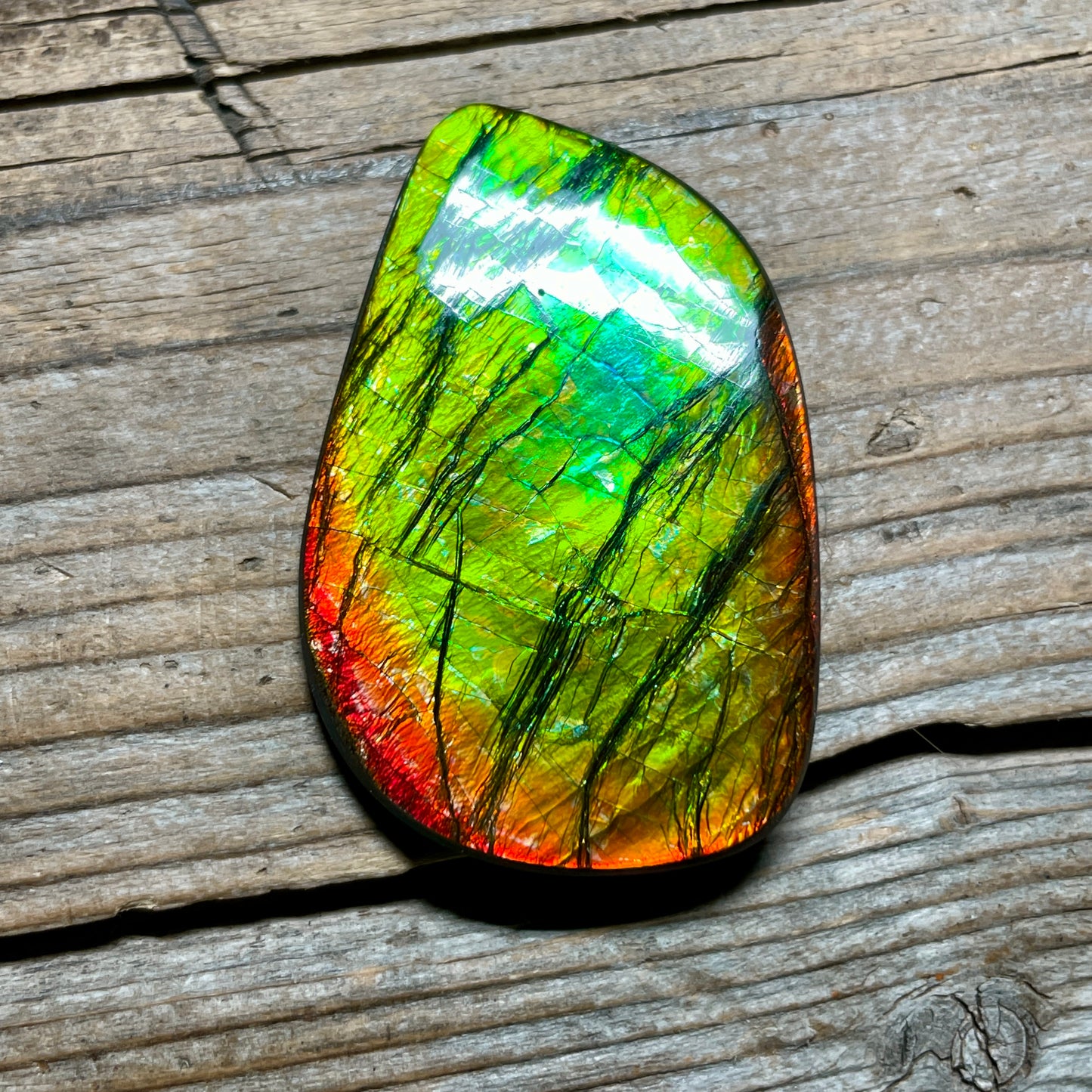 Polished Ammolite Cabochon Freeform Bright Red Gold Canada Alberta