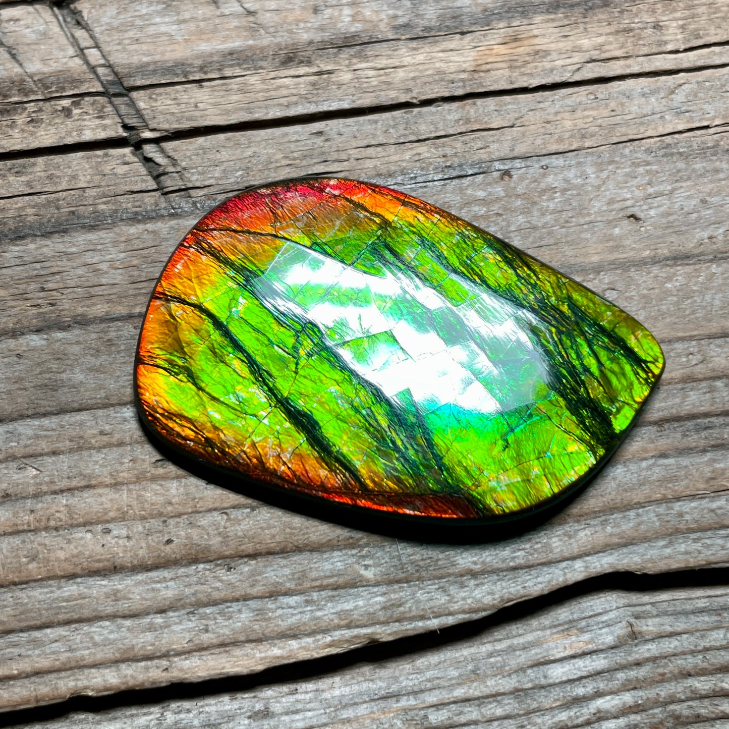 Polished Ammolite Cabochon Freeform Bright Red Gold Canada Alberta