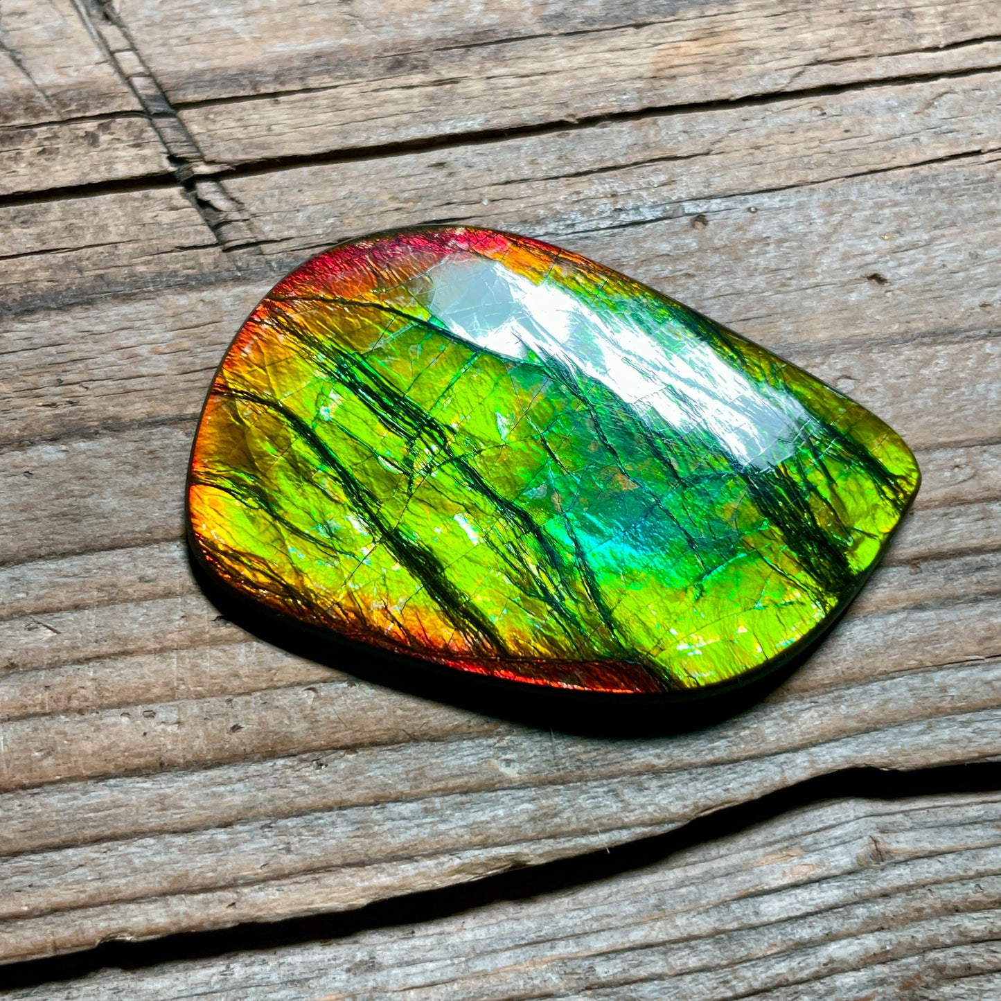 Polished Ammolite Cabochon Freeform Bright Red Gold Canada Alberta