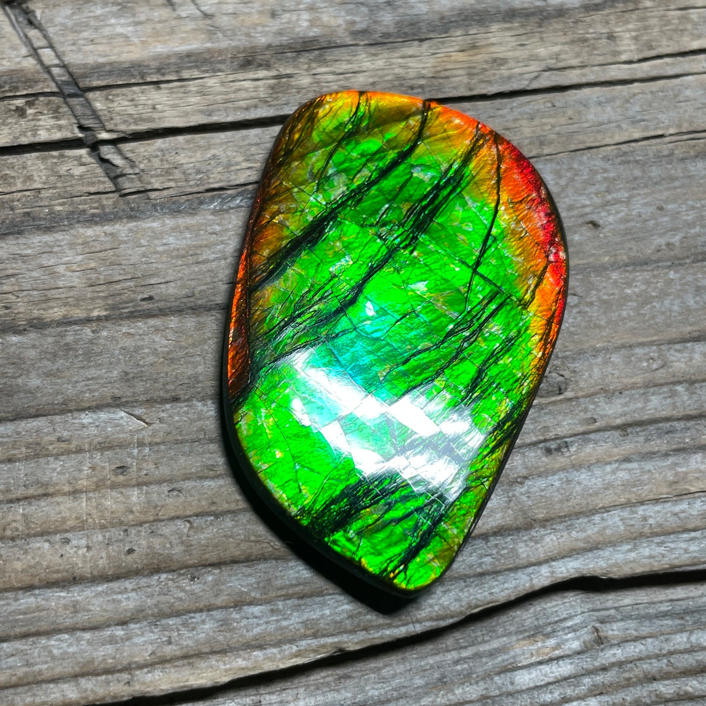 Polished Ammolite Cabochon Freeform Bright Red Gold Canada Alberta