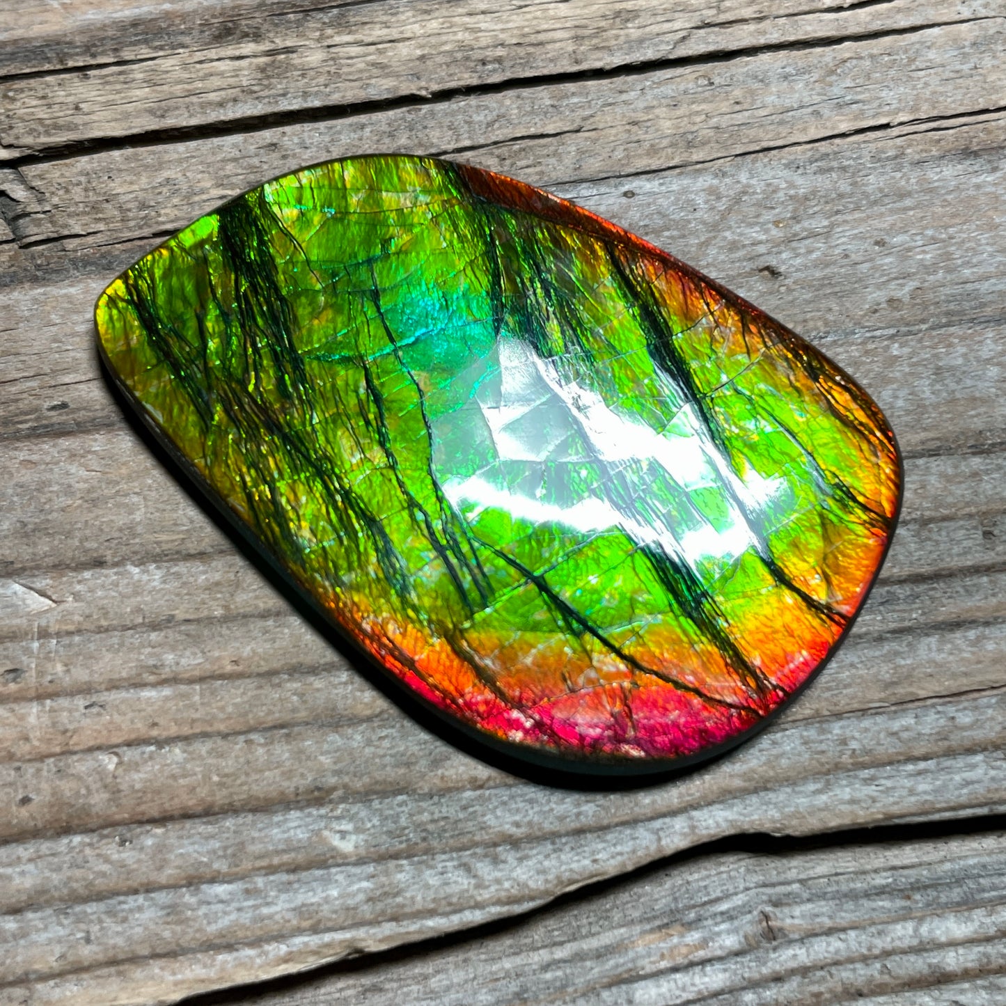 Polished Ammolite Cabochon Freeform Bright Red Gold Canada Alberta