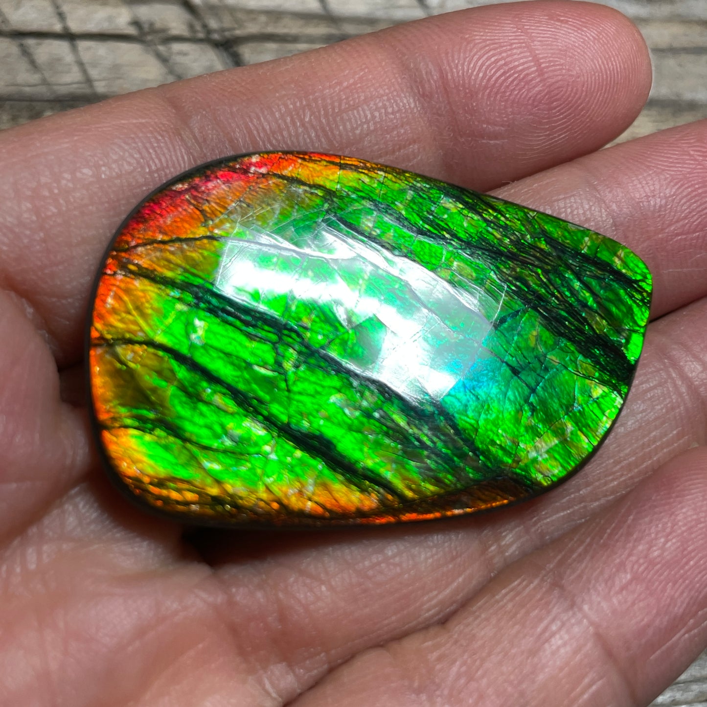 Polished Ammolite Cabochon Freeform Bright Red Gold Canada Alberta