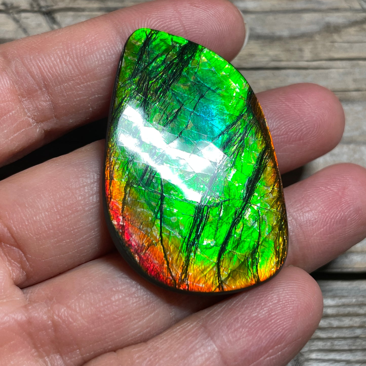 Polished Ammolite Cabochon Freeform Bright Red Gold Canada Alberta