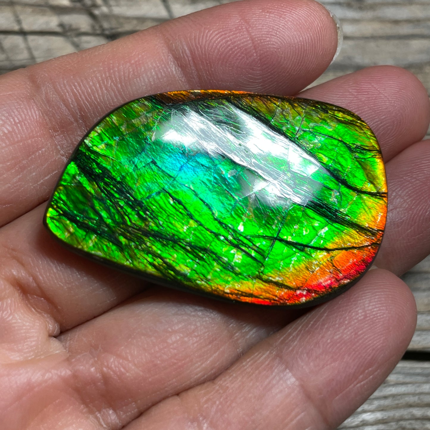 Polished Ammolite Cabochon Freeform Bright Red Gold Canada Alberta