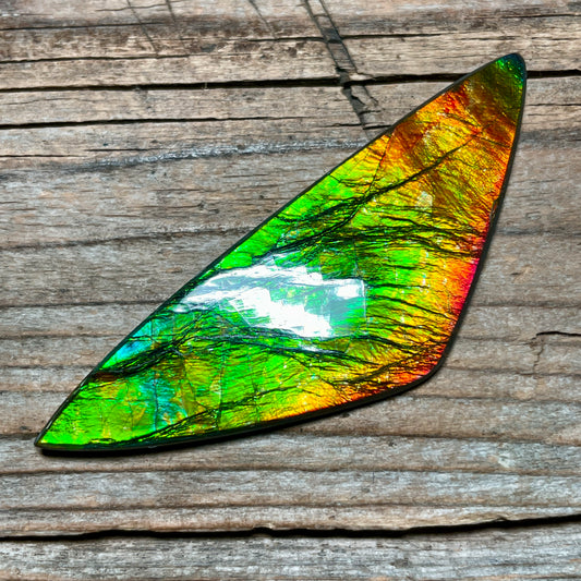 Polished Ammolite Cabochon Freeform Bright Red Gold Canada Alberta