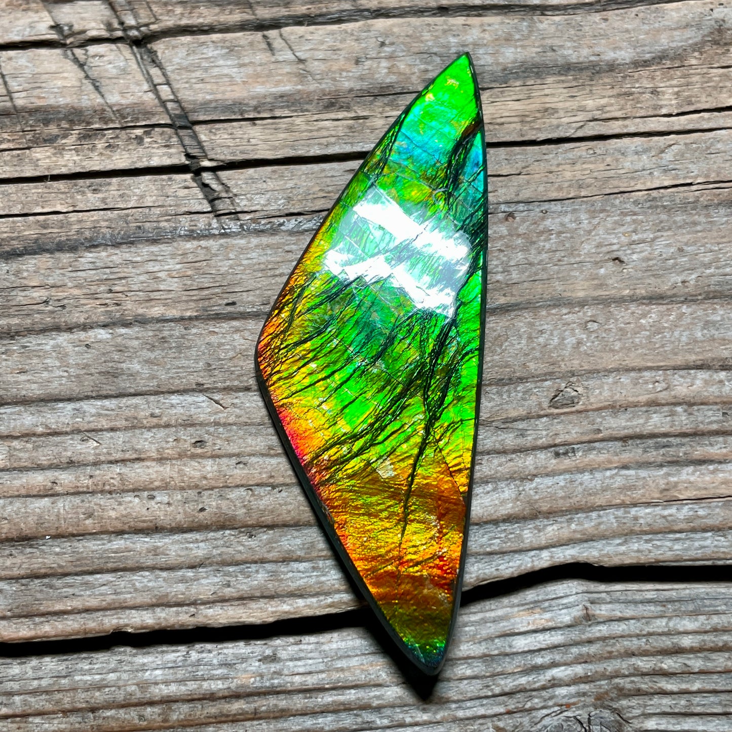 Polished Ammolite Cabochon Freeform Bright Red Gold Canada Alberta