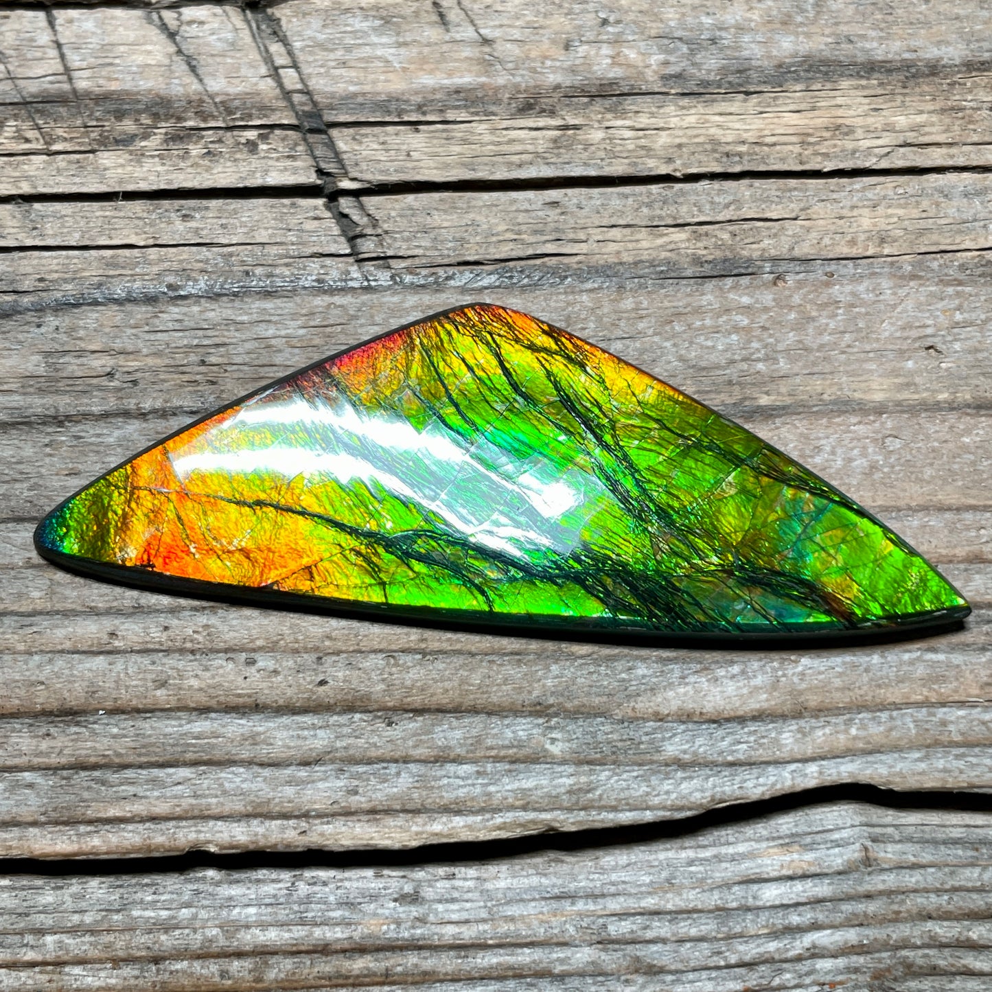 Polished Ammolite Cabochon Freeform Bright Red Gold Canada Alberta