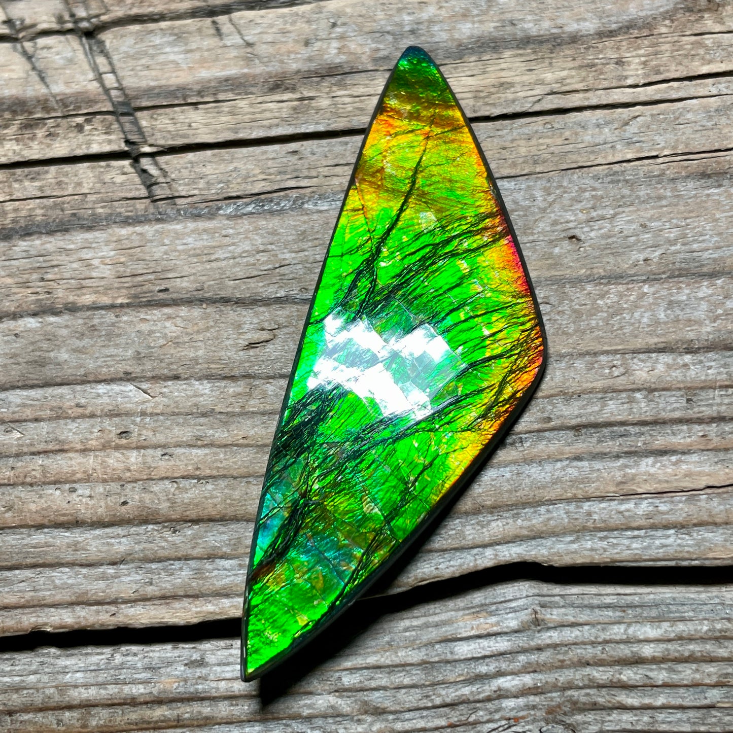 Polished Ammolite Cabochon Freeform Bright Red Gold Canada Alberta