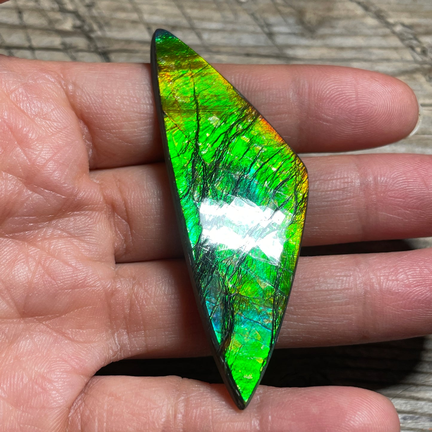 Polished Ammolite Cabochon Freeform Bright Red Gold Canada Alberta