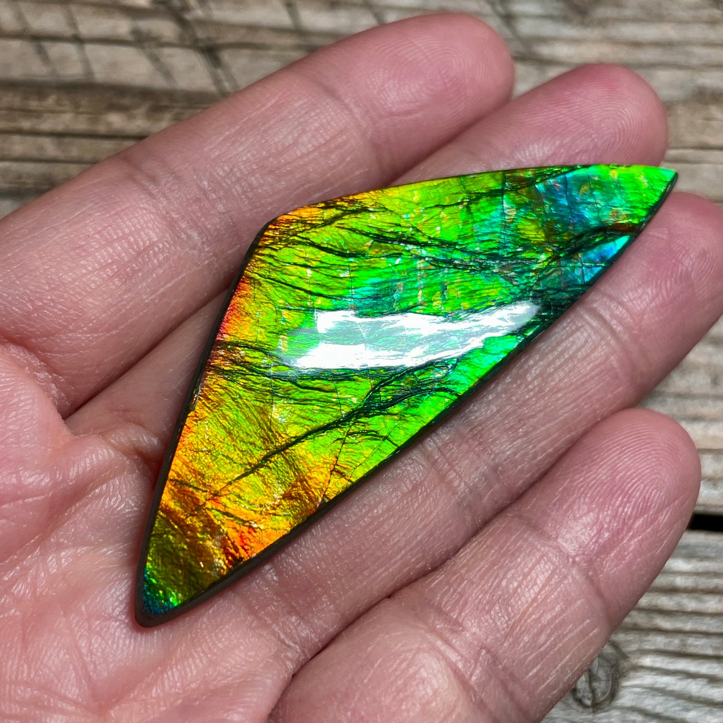 Polished Ammolite Cabochon Freeform Bright Red Gold Canada Alberta