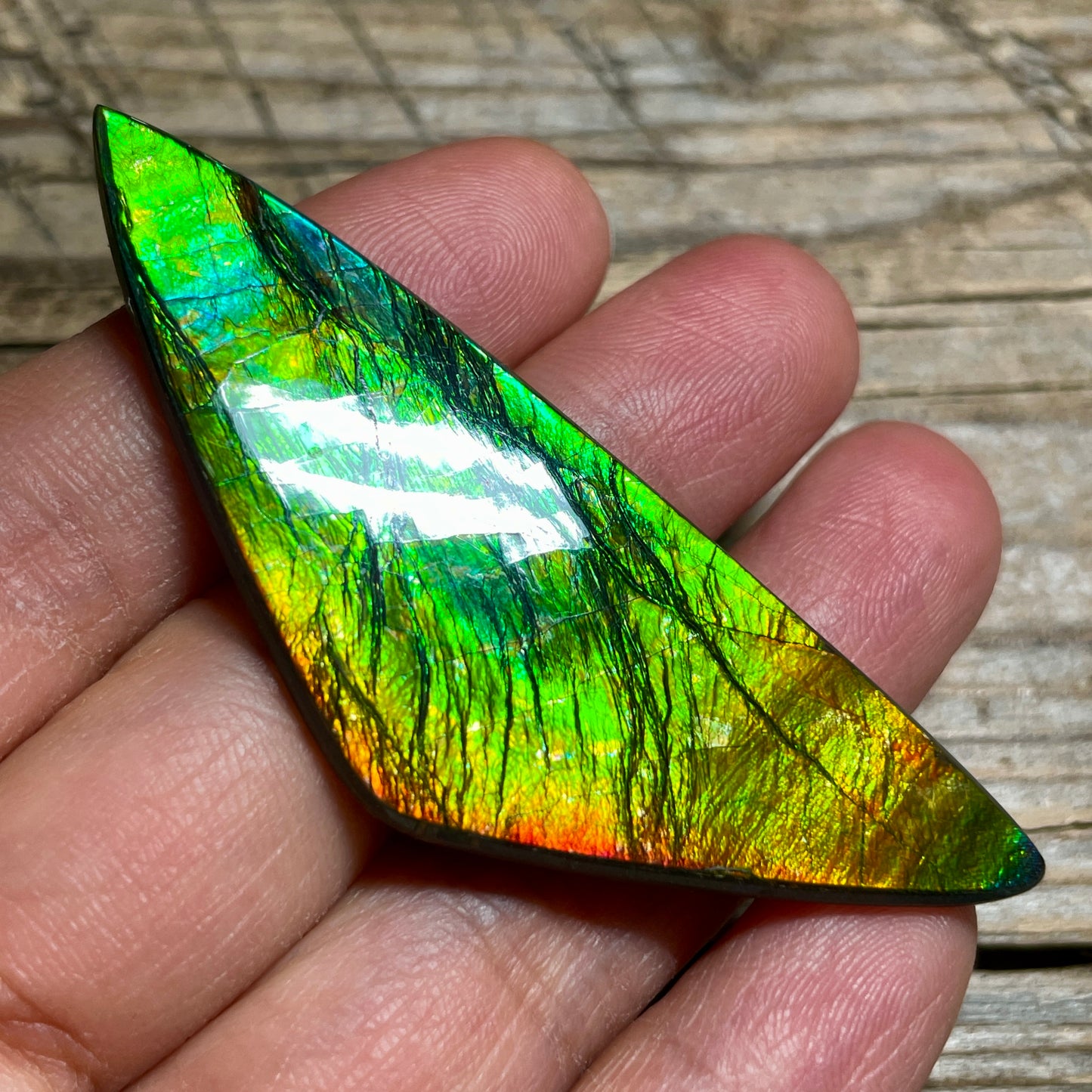 Polished Ammolite Cabochon Freeform Bright Red Gold Canada Alberta