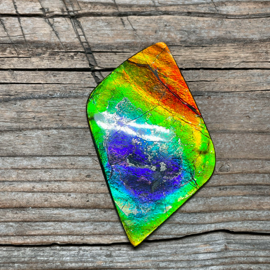 Imperial Double Sided Ammolite Gem Display, Genuine Canadian Ammonite Fossil, Rainbow Dragon Skin (Copy)