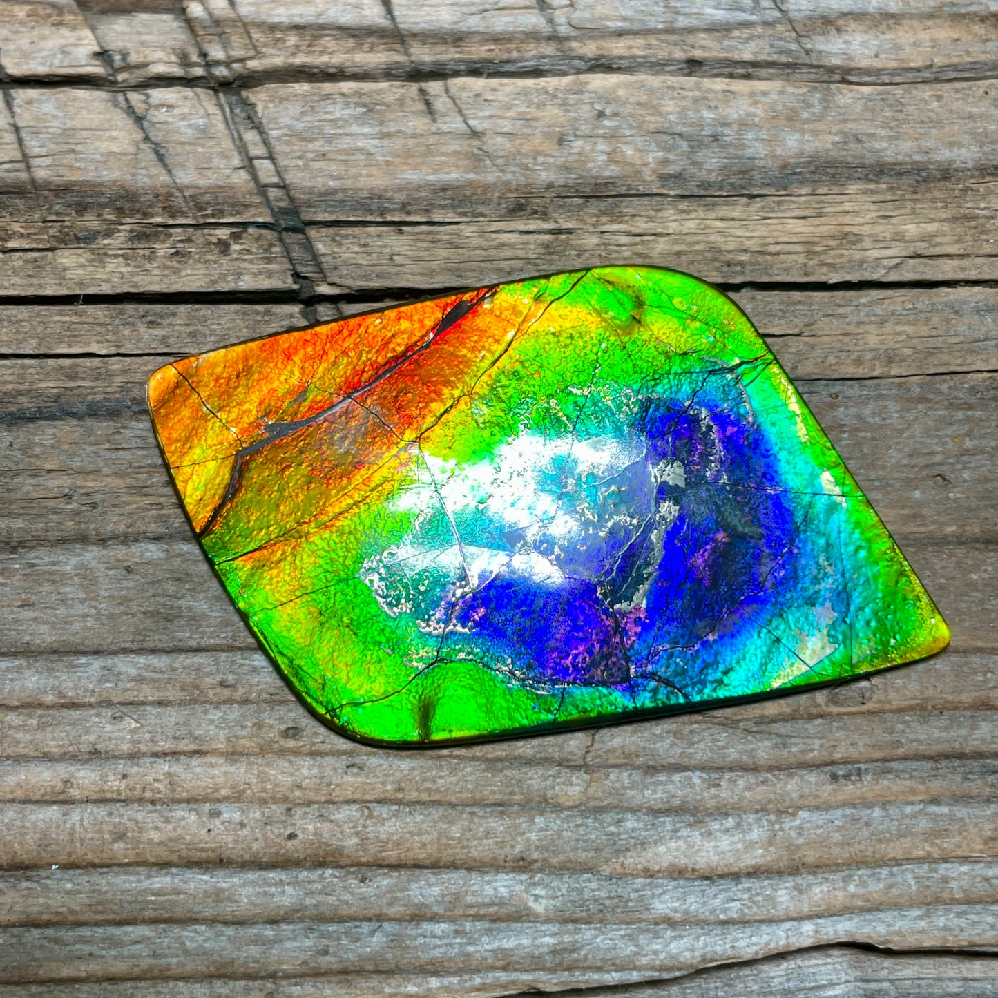 Imperial Double Sided Ammolite Gem Display, Genuine Canadian Ammonite Fossil, Rainbow Dragon Skin (Copy)