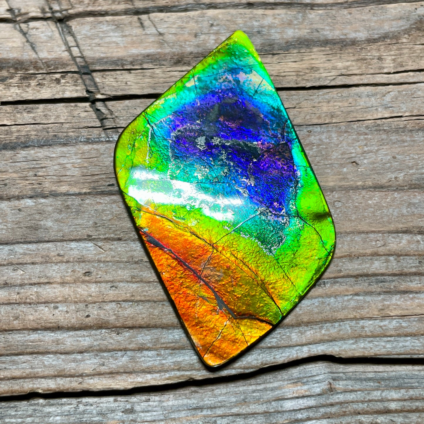 Imperial Double Sided Ammolite Gem Display, Genuine Canadian Ammonite Fossil, Rainbow Dragon Skin (Copy)