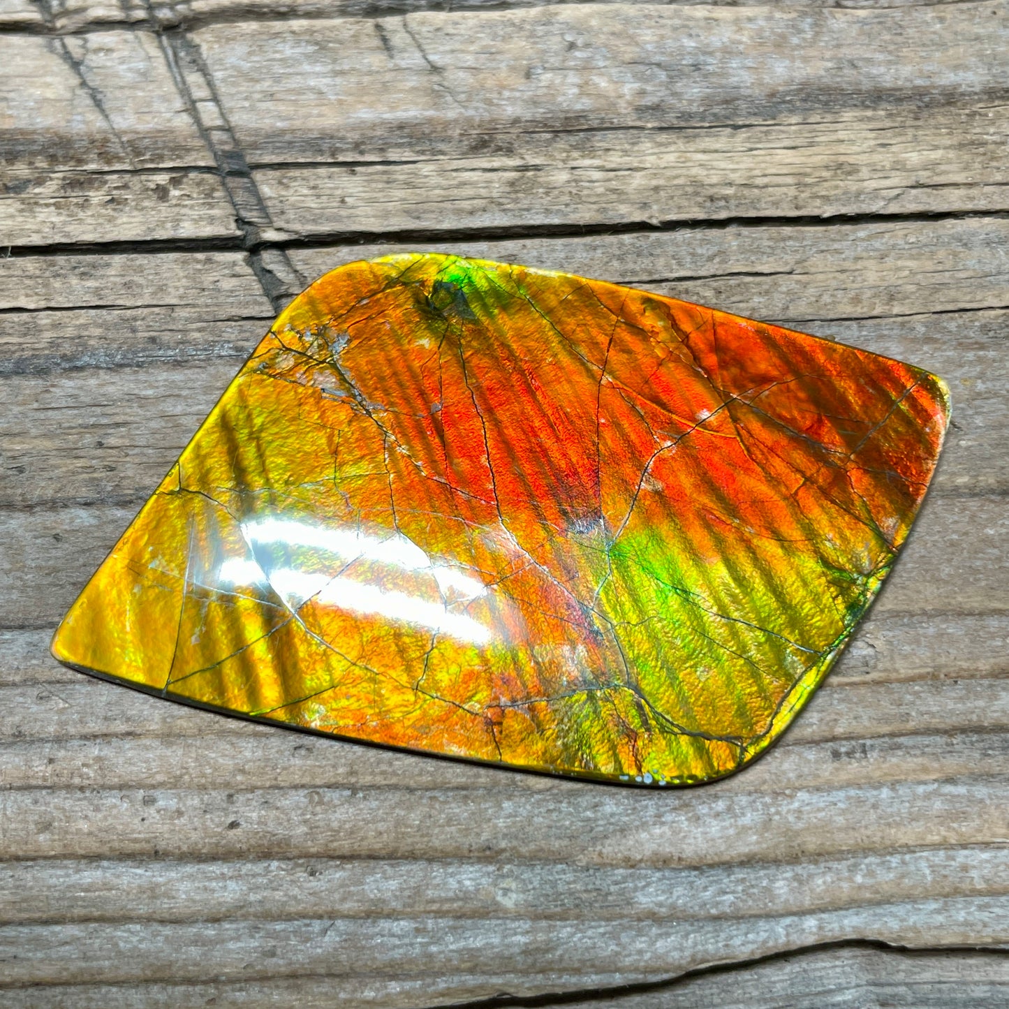 Imperial Double Sided Ammolite Gem Display, Genuine Canadian Ammonite Fossil, Rainbow Dragon Skin (Copy)