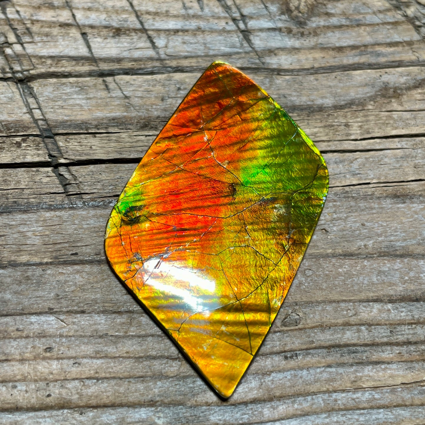 Imperial Double Sided Ammolite Gem Display, Genuine Canadian Ammonite Fossil, Rainbow Dragon Skin (Copy)