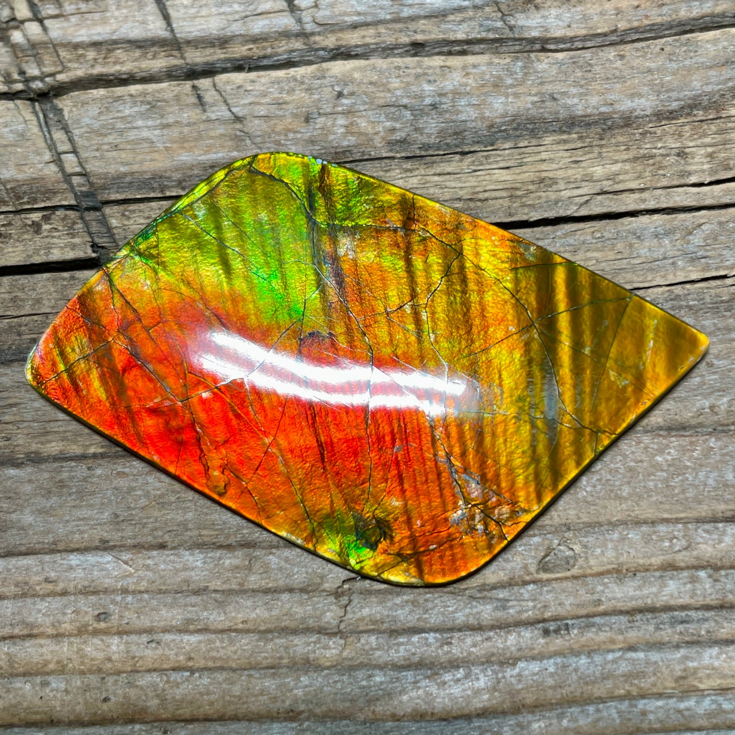 Imperial Double Sided Ammolite Gem Display, Genuine Canadian Ammonite Fossil, Rainbow Dragon Skin (Copy)