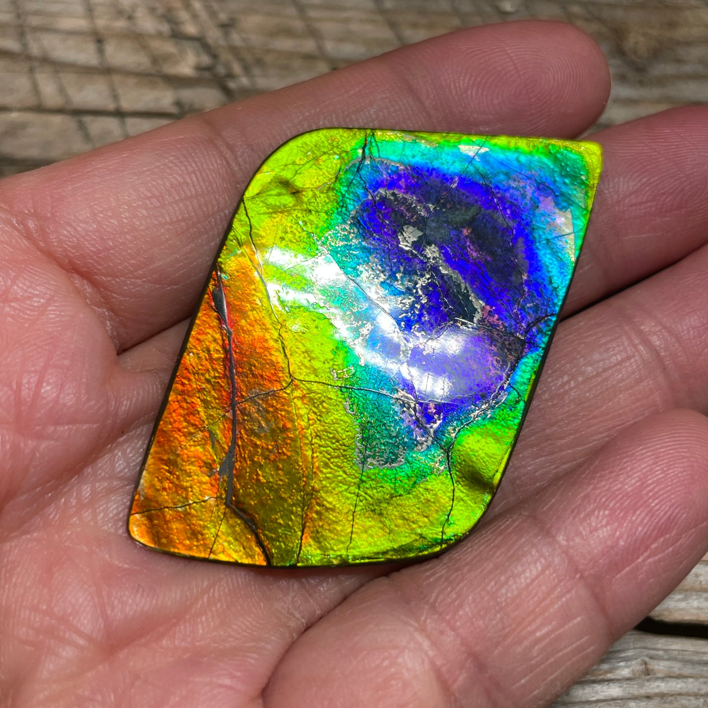 Imperial Double Sided Ammolite Gem Display, Genuine Canadian Ammonite Fossil, Rainbow Dragon Skin (Copy)