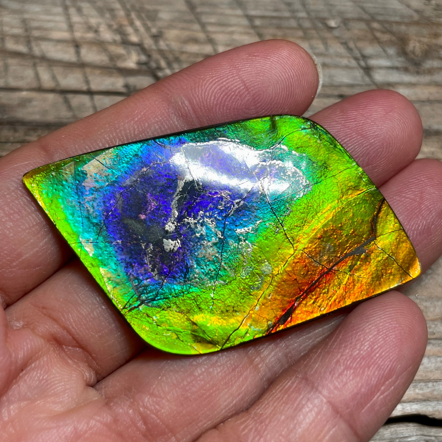 Imperial Double Sided Ammolite Gem Display, Genuine Canadian Ammonite Fossil, Rainbow Dragon Skin (Copy)