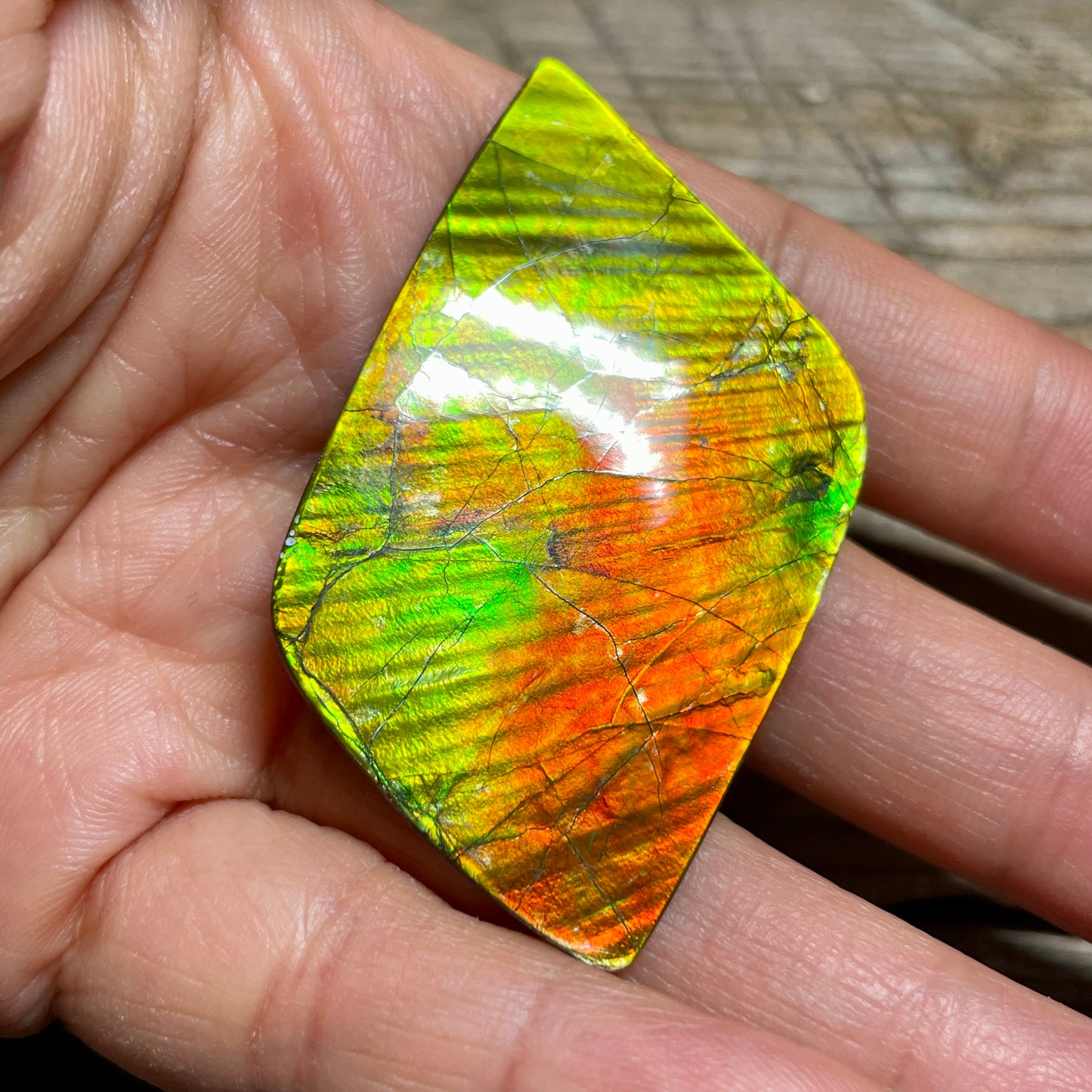 Imperial Double Sided Ammolite Gem Display, Genuine Canadian Ammonite Fossil, Rainbow Dragon Skin (Copy)