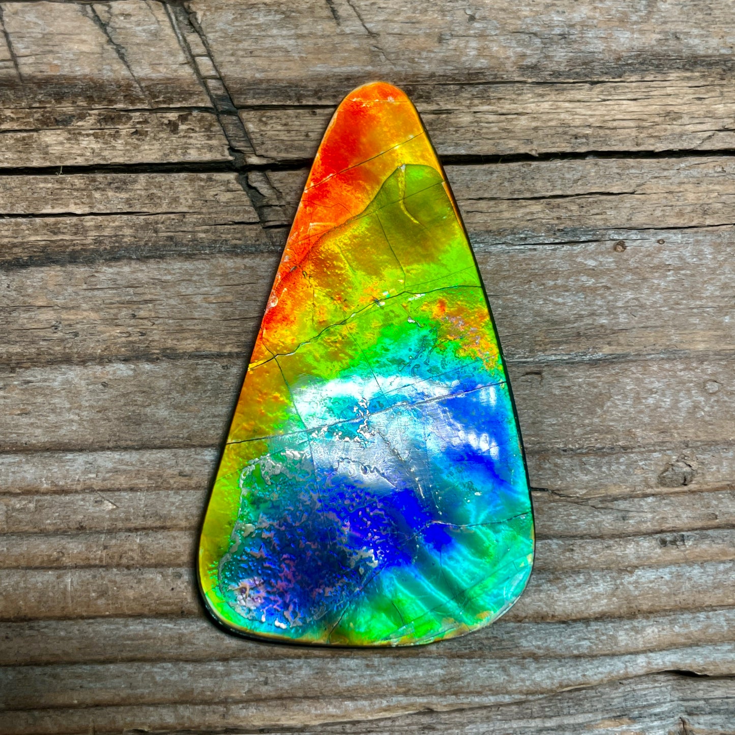 Imperial Double Sided Ammolite Gem Display, Genuine Canadian Ammonite Fossil