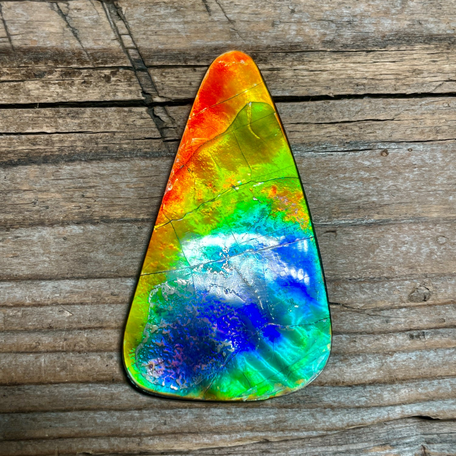 Ammolite Displays and Specimens
