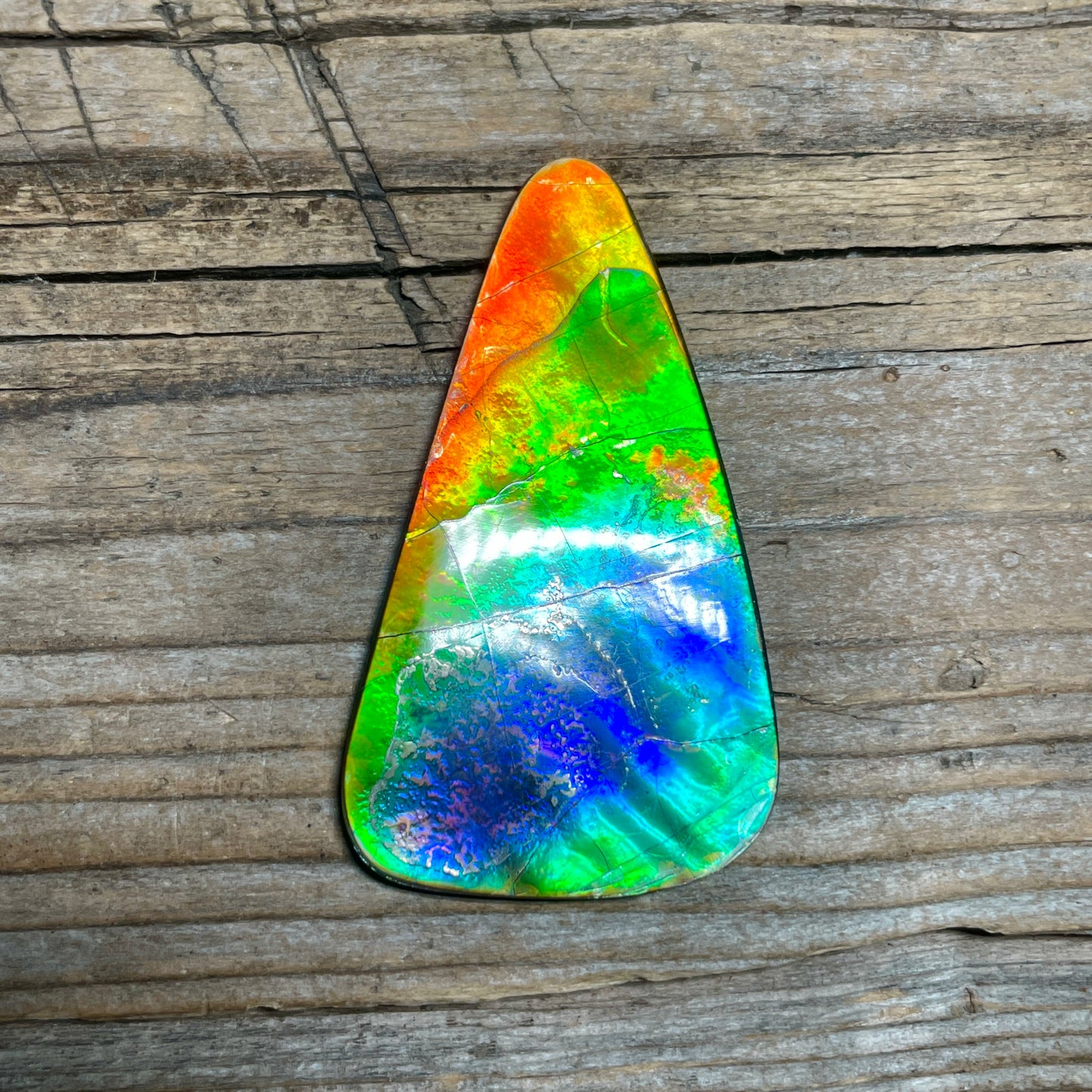 Imperial Double Sided Ammolite Gem Display, Genuine Canadian Ammonite Fossil