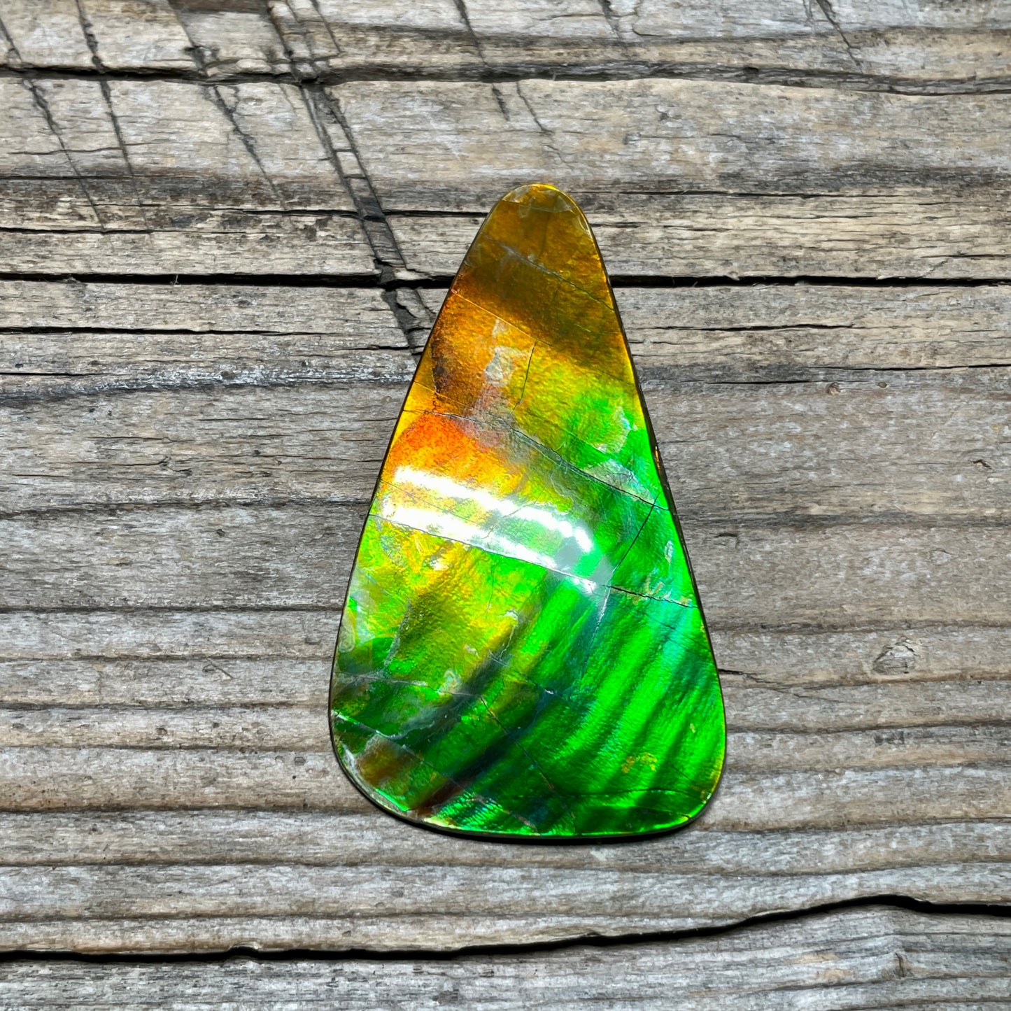 Imperial Double Sided Ammolite Gem Display, Genuine Canadian Ammonite Fossil