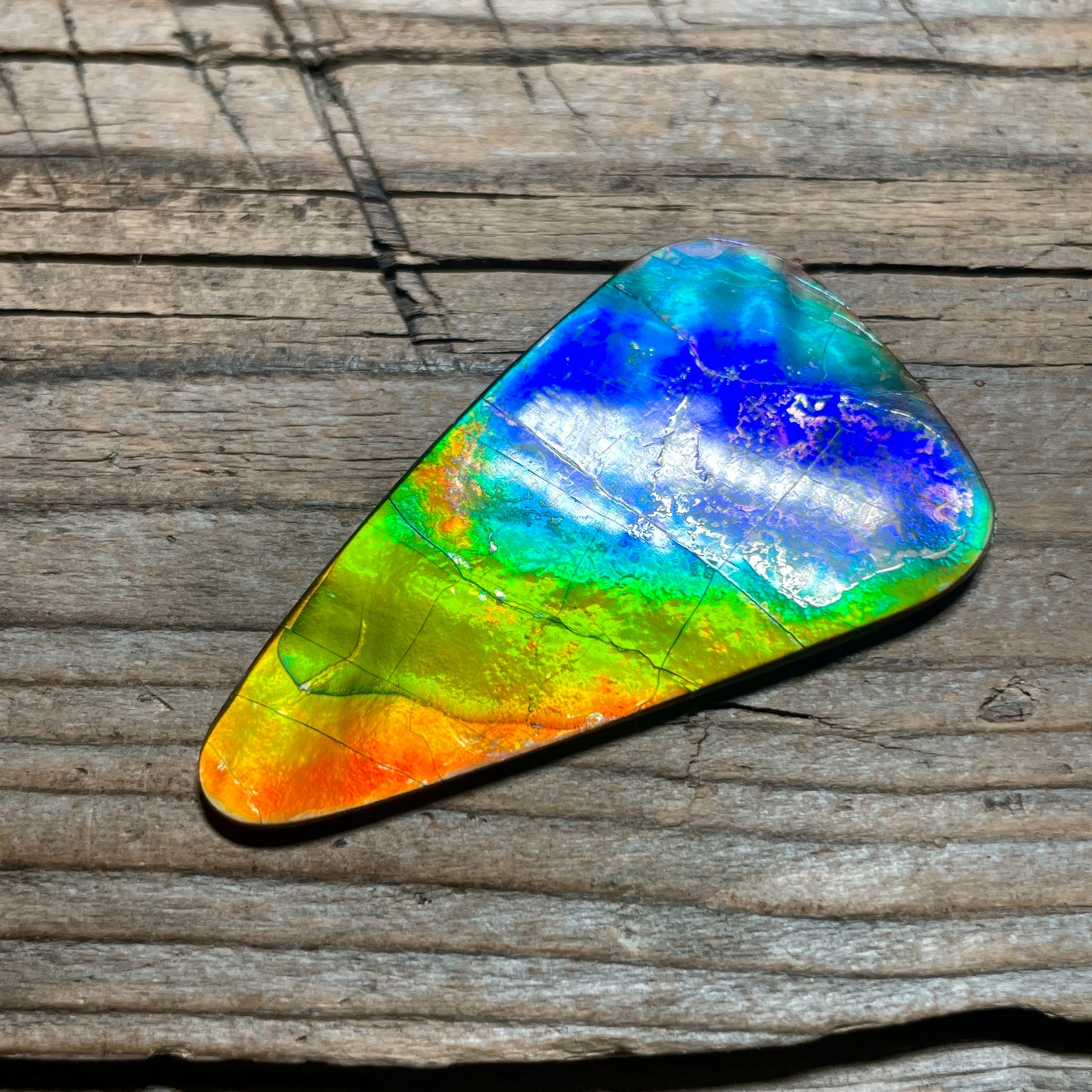 Imperial Double Sided Ammolite Gem Display, Genuine Canadian Ammonite Fossil