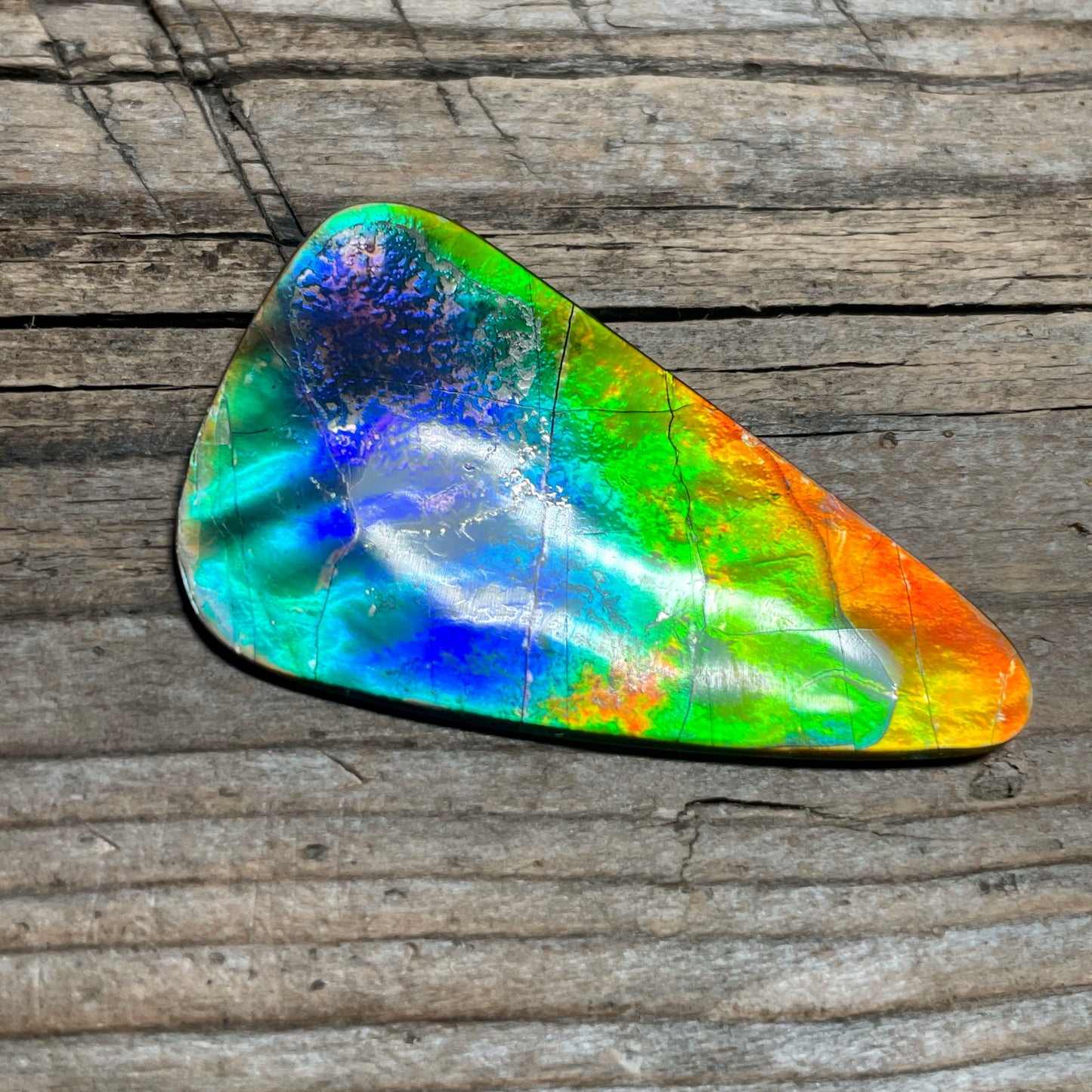 Imperial Double Sided Ammolite Gem Display, Genuine Canadian Ammonite Fossil