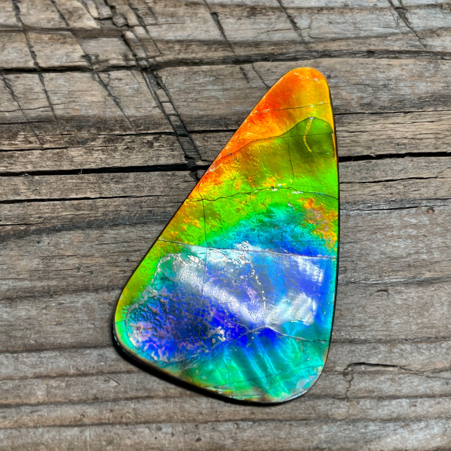 Imperial Double Sided Ammolite Gem Display, Genuine Canadian Ammonite Fossil