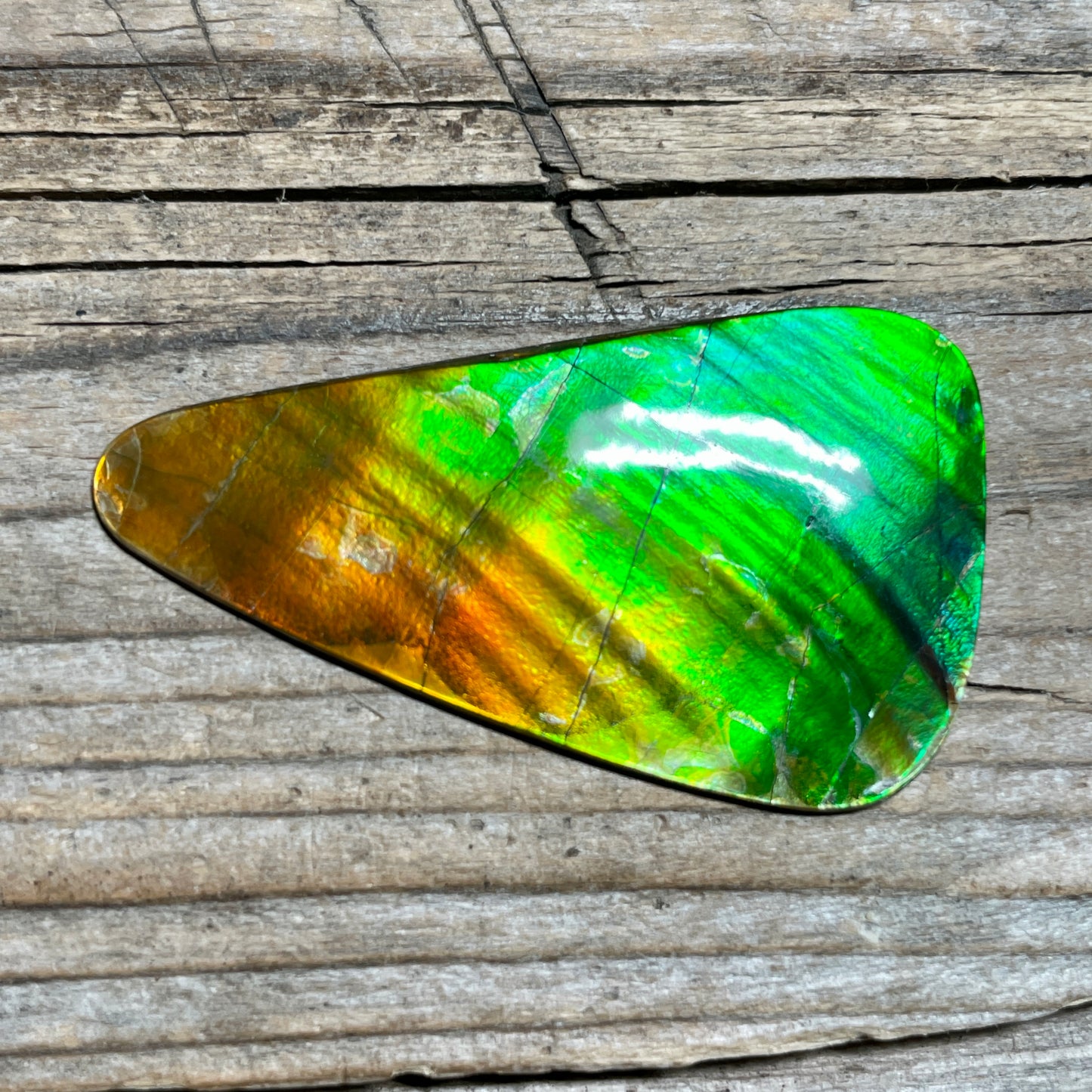 Imperial Double Sided Ammolite Gem Display, Genuine Canadian Ammonite Fossil