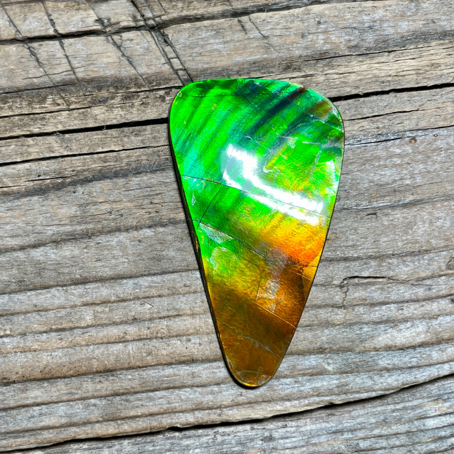 Imperial Double Sided Ammolite Gem Display, Genuine Canadian Ammonite Fossil