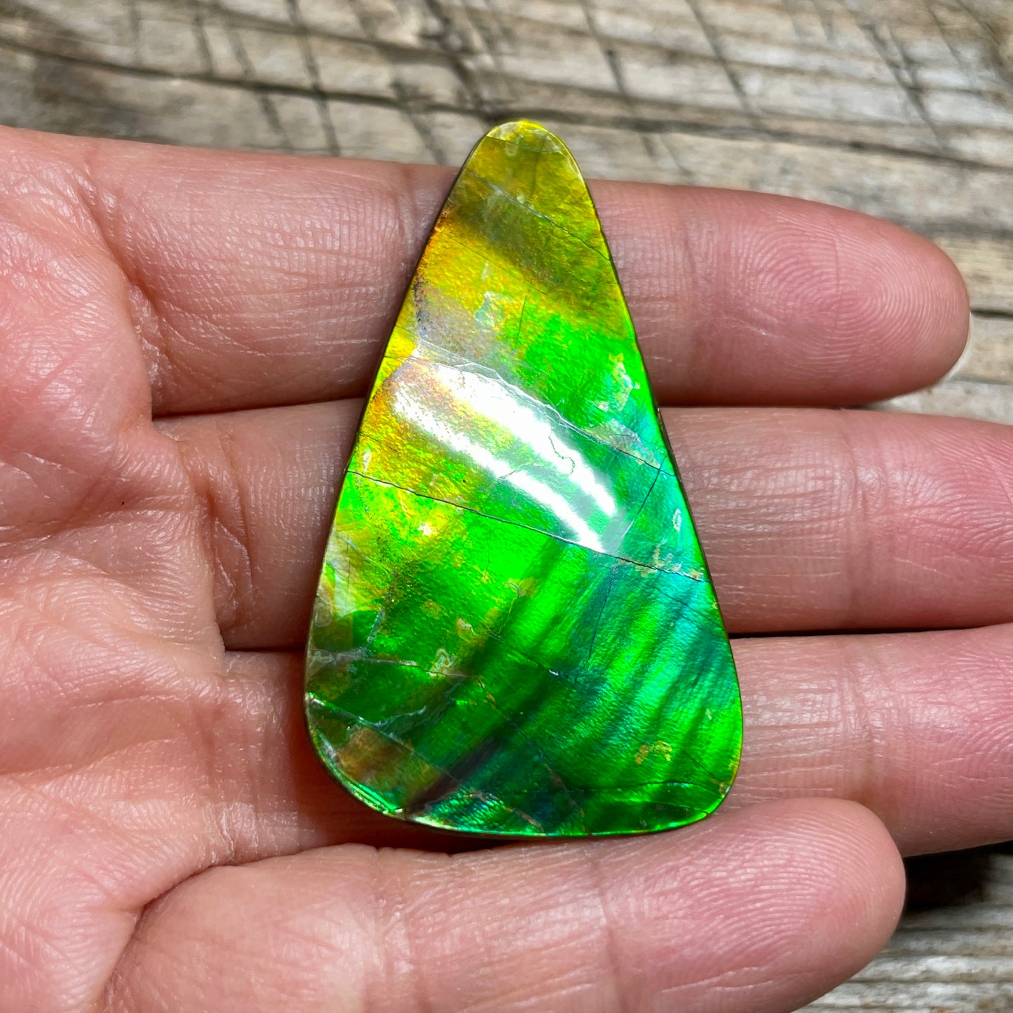 Imperial Double Sided Ammolite Gem Display, Genuine Canadian Ammonite Fossil