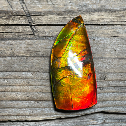 Polished Golden Red Ammolite Cabochon Freeform Naturals