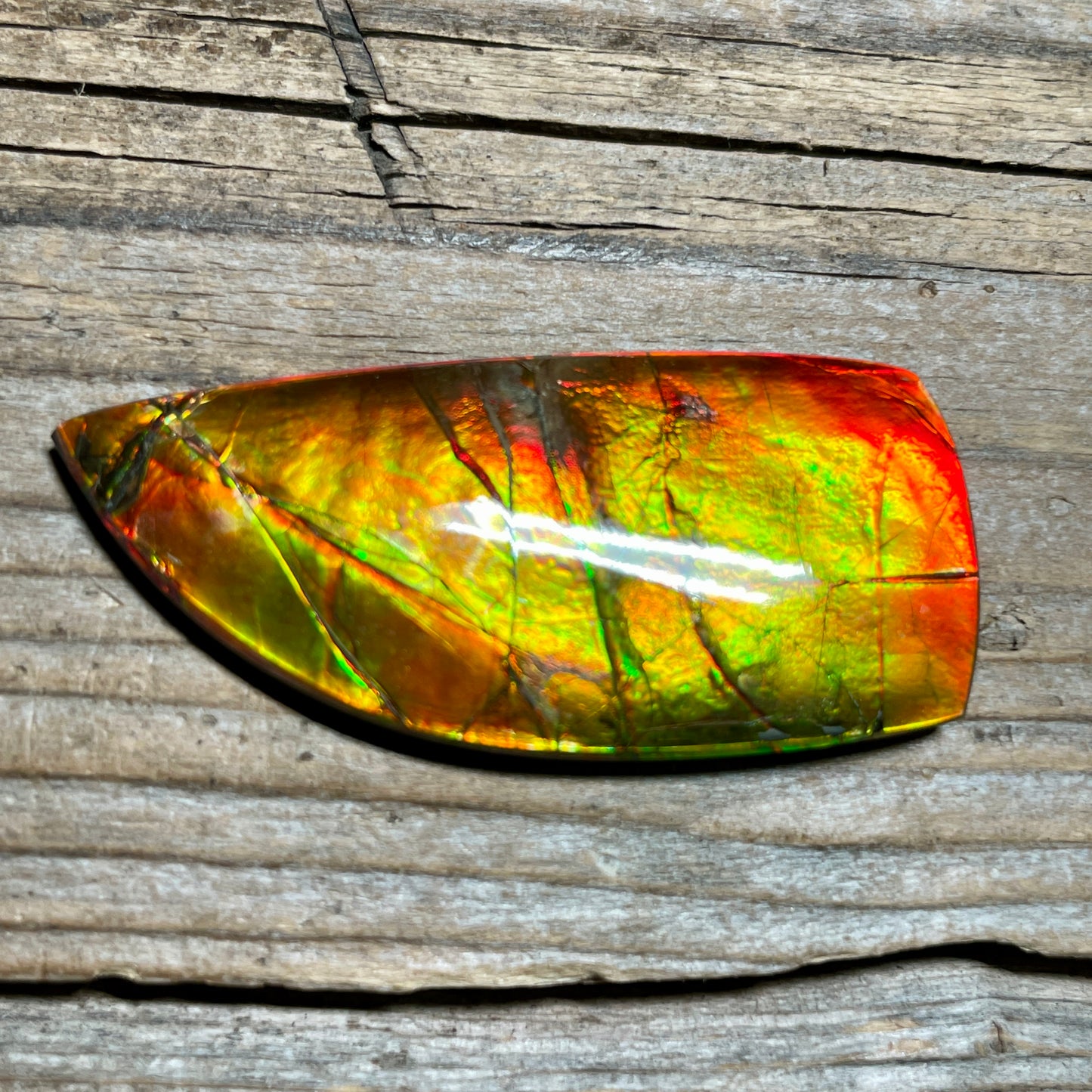 Polished Golden Red Ammolite Cabochon Freeform Naturals