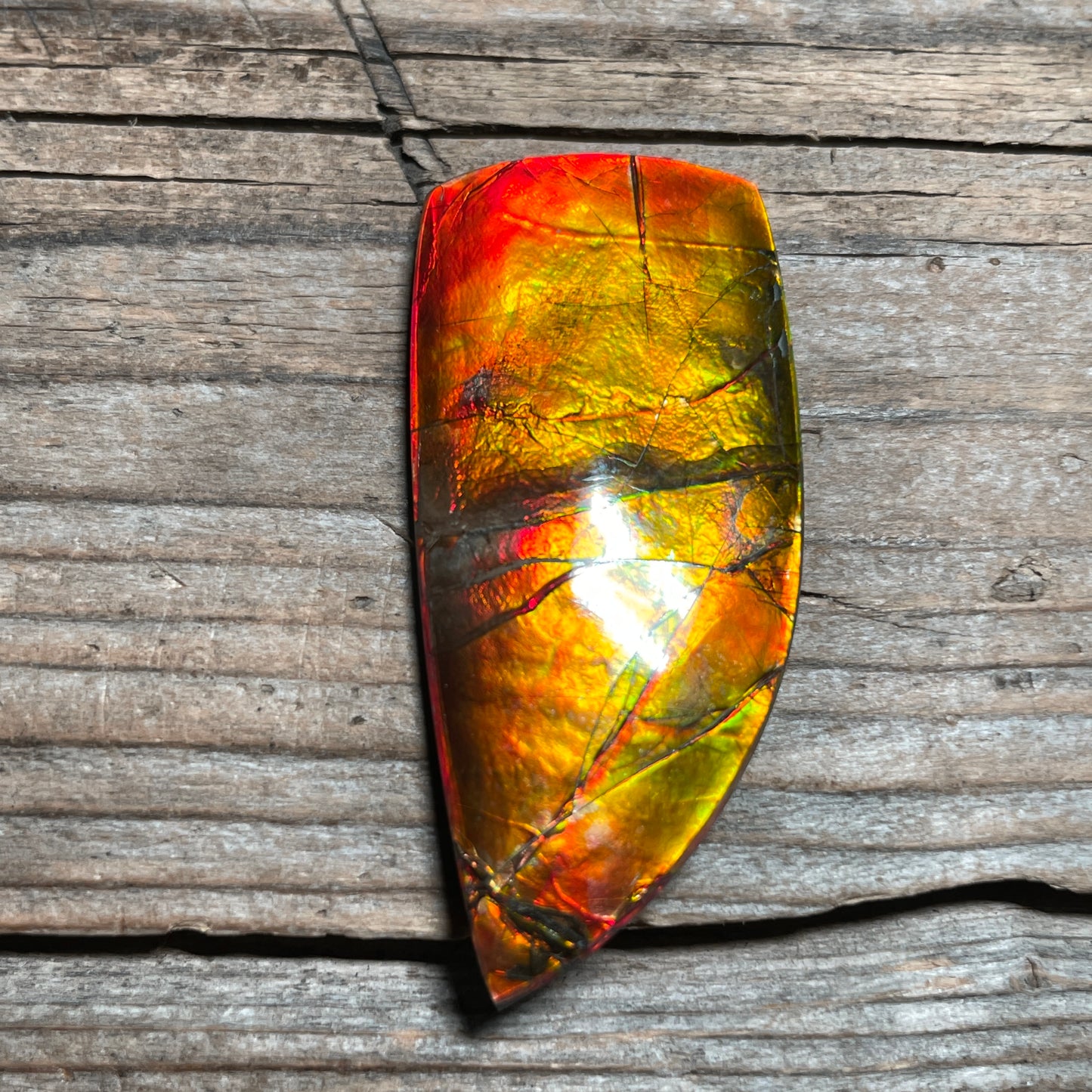 Polished Golden Red Ammolite Cabochon Freeform Naturals