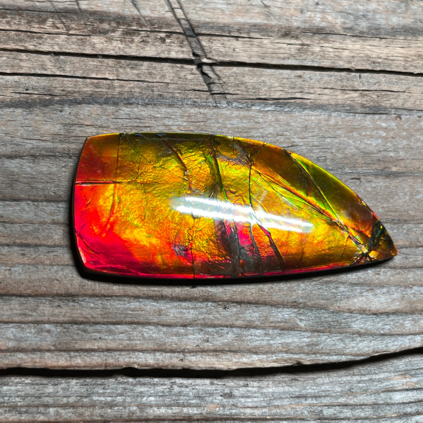 Polished Golden Red Ammolite Cabochon Freeform Naturals