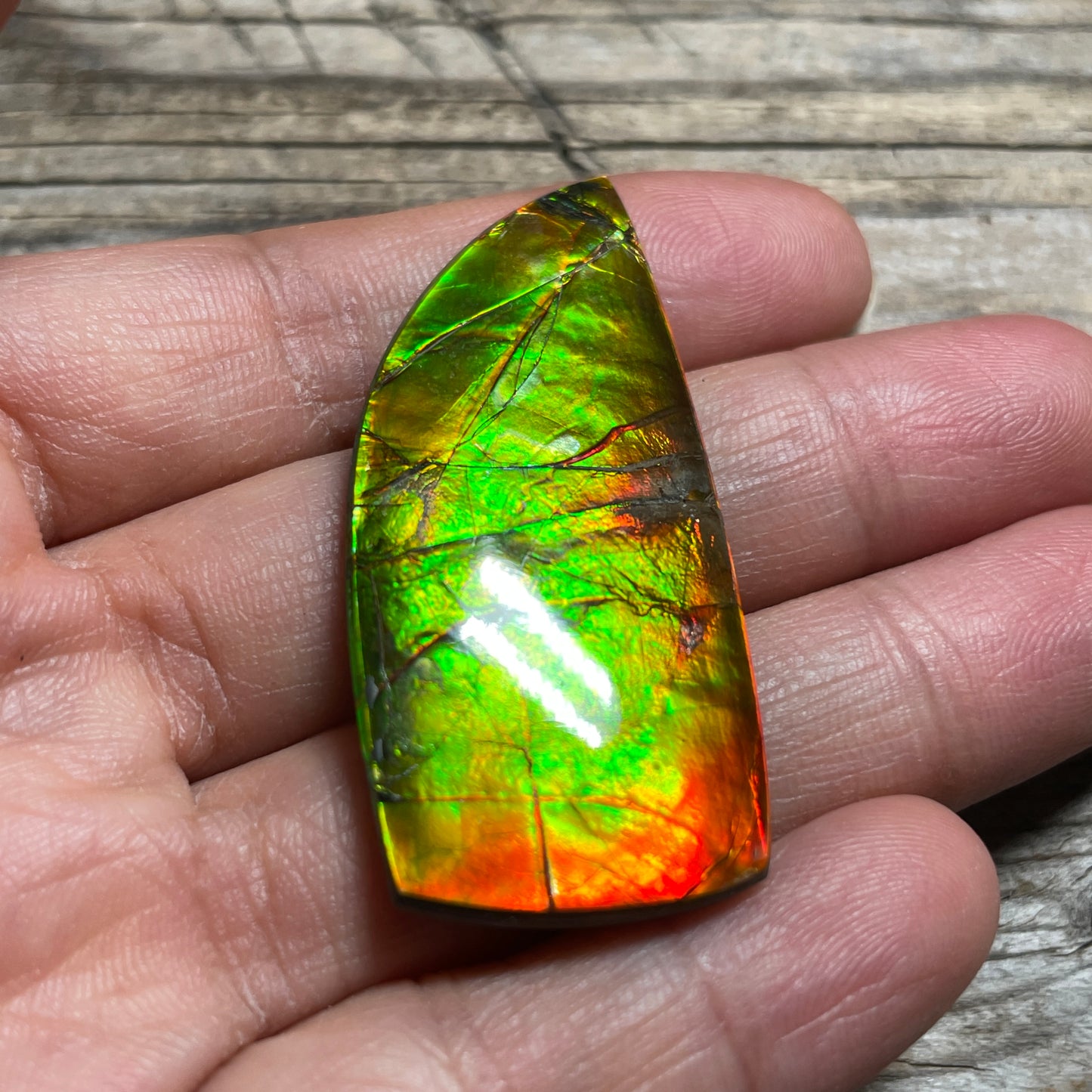 Polished Golden Red Ammolite Cabochon Freeform Naturals