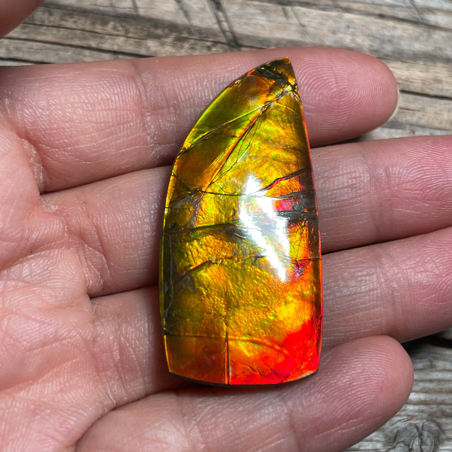 Polished Golden Red Ammolite Cabochon Freeform Naturals