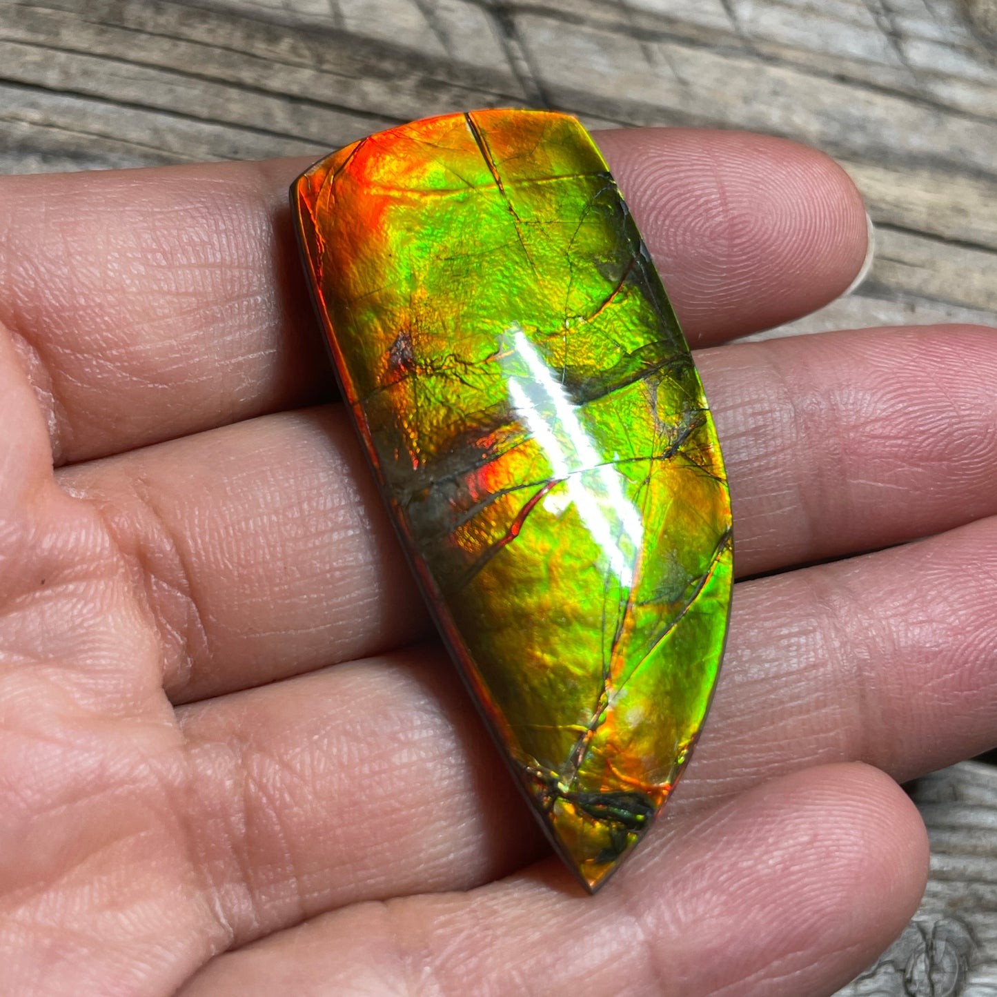 Polished Golden Red Ammolite Cabochon Freeform Naturals