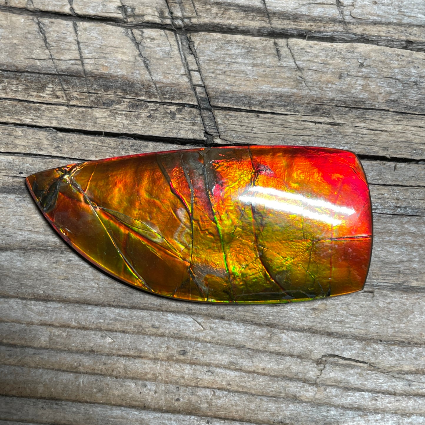 Polished Golden Red Ammolite Cabochon Freeform Naturals