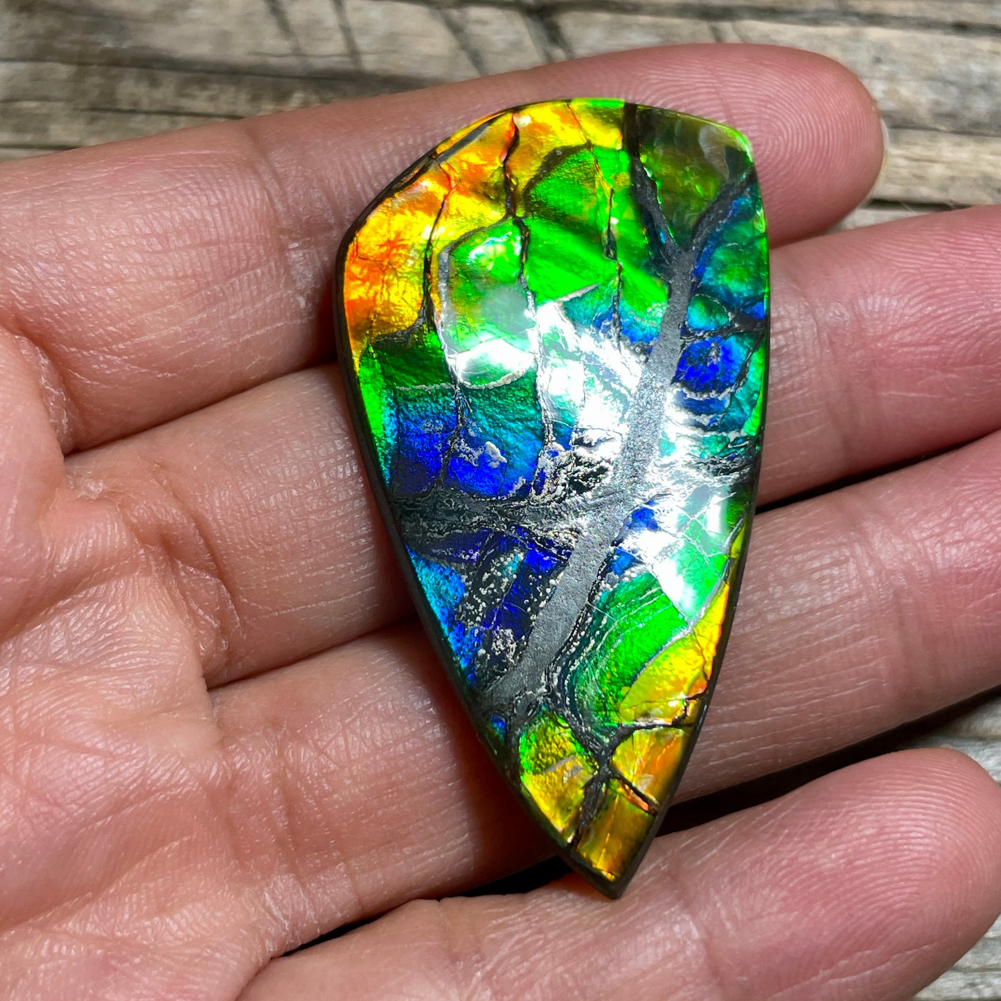 Polished Ammolite Cabochon Freeform Rainbow Colours