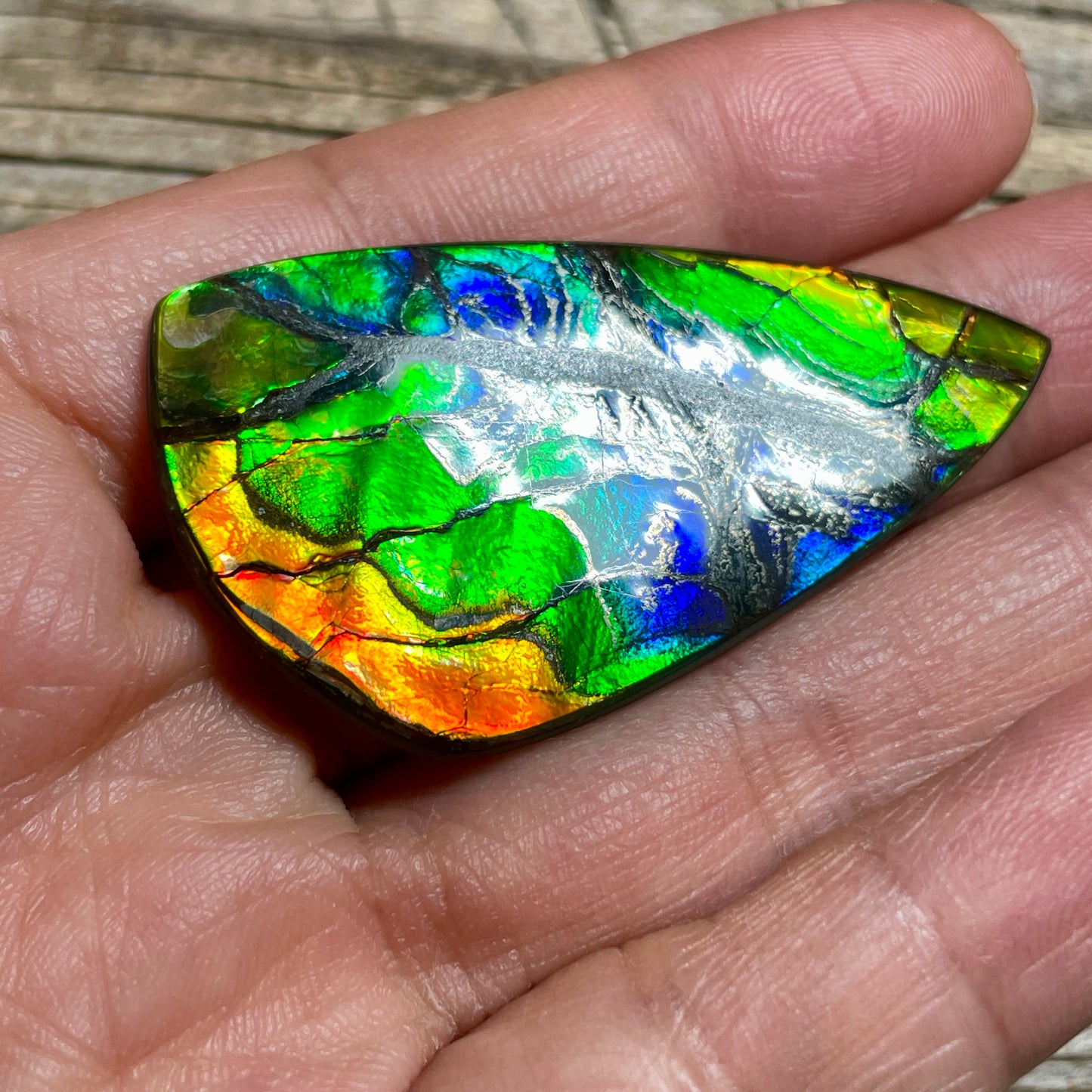 Polished Ammolite Cabochon Freeform Rainbow Colours