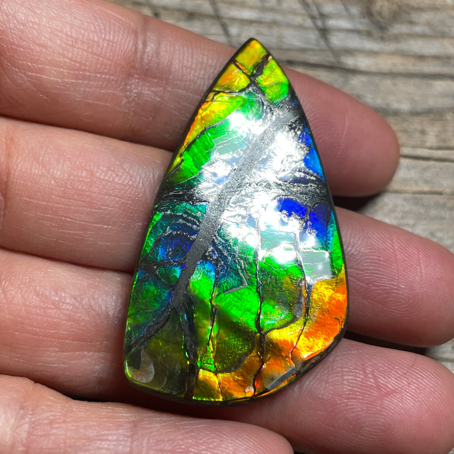 Polished Ammolite Cabochon Freeform Rainbow Colours